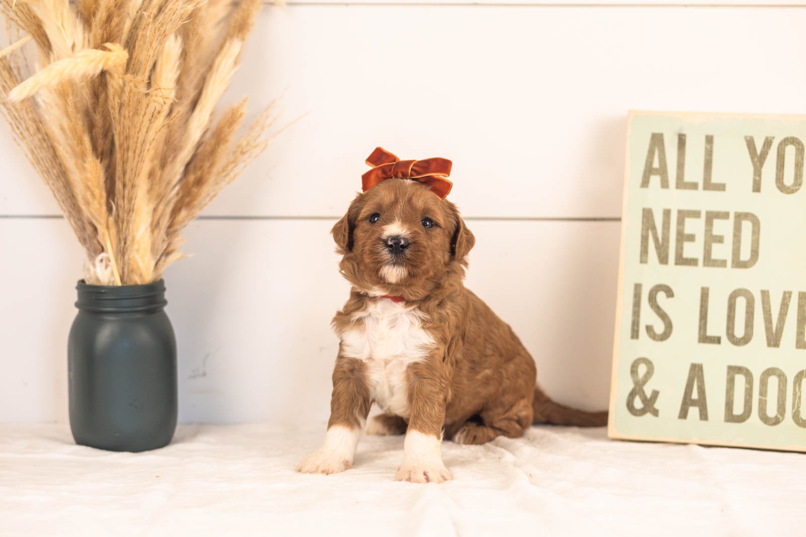 Astros goldendoodle for sale(2).jpg