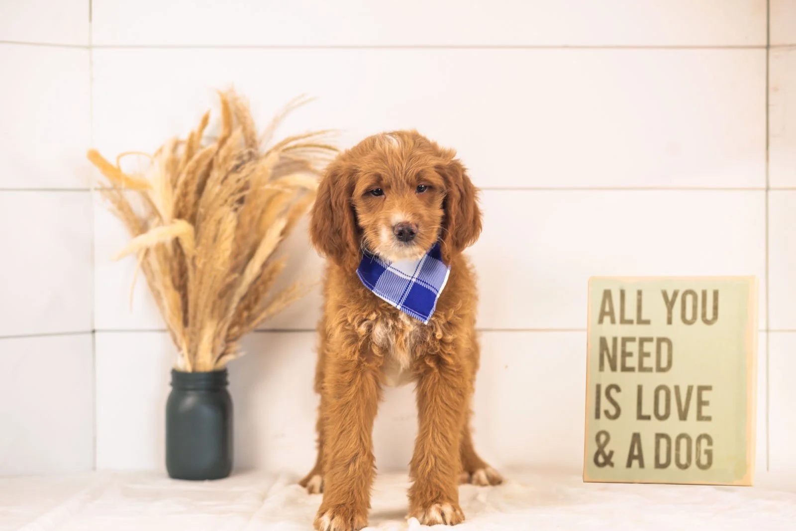 Marley goldendoodle for sale(4).jpg