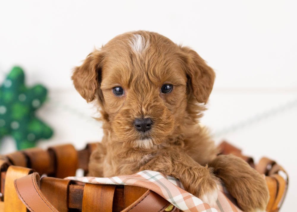 goldendoodle for sale