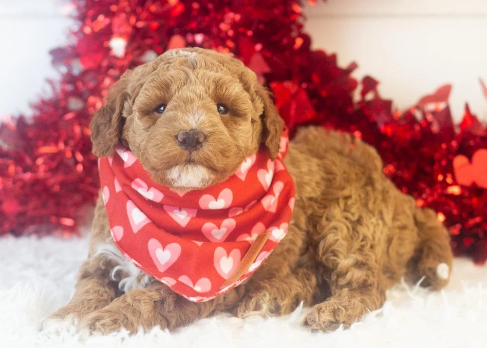 Blake goldendoodle for sale.jpg