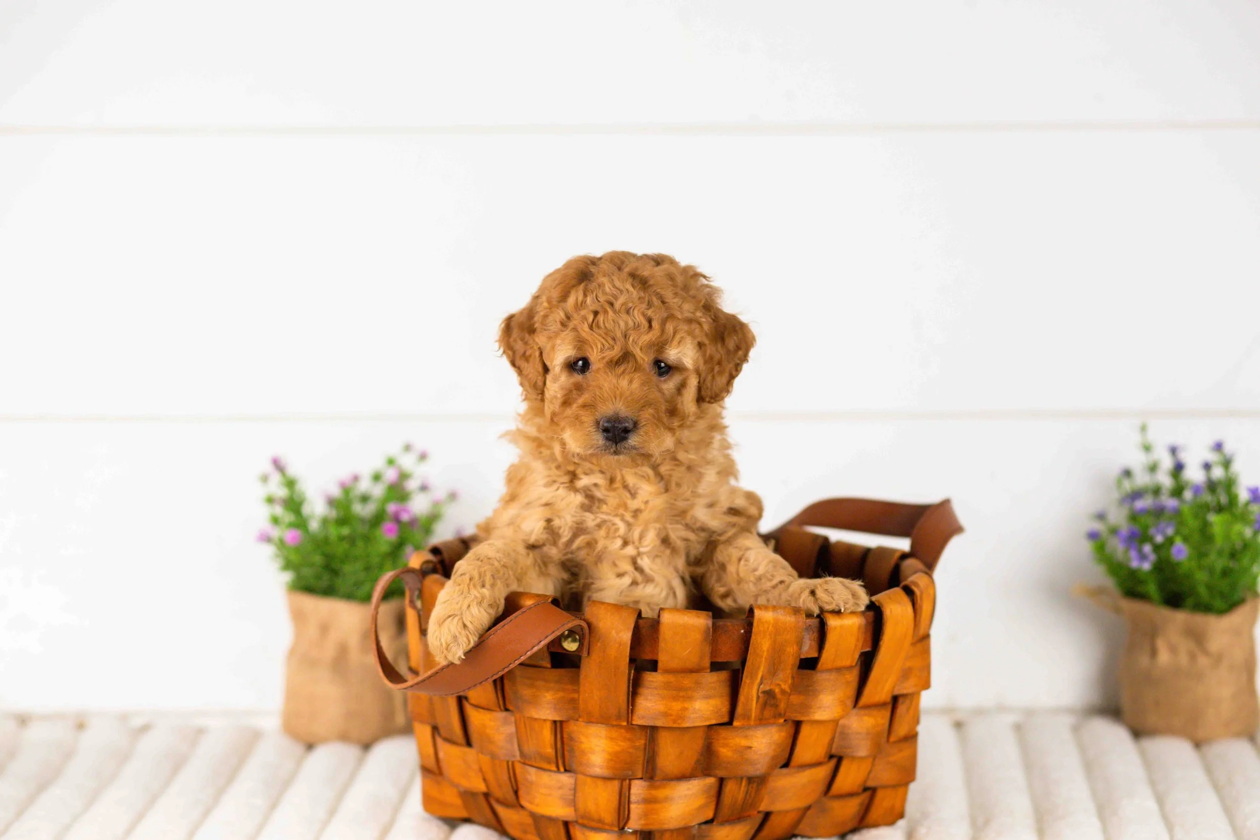 goldendoodle for sale