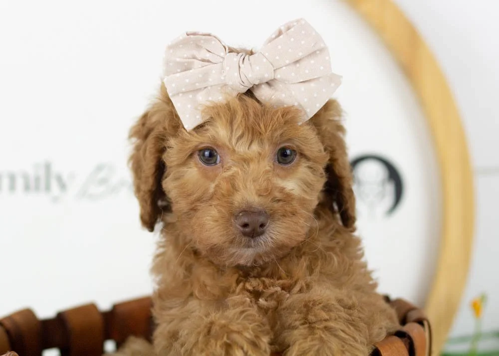 Virginia goldendoodle for sale(3).jpg