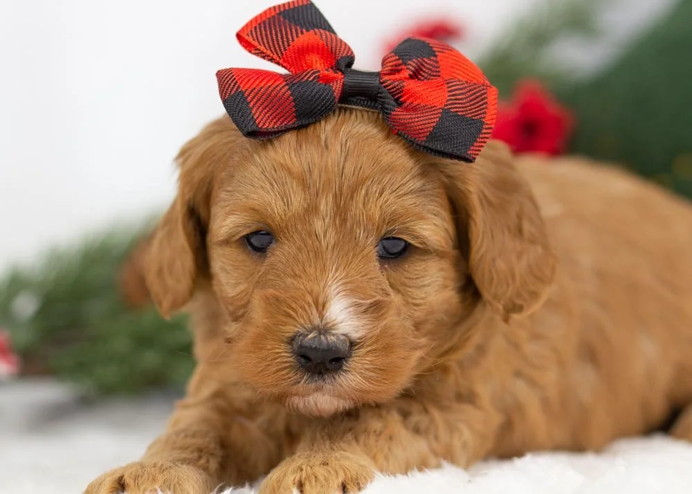 goldendoodle for sale
