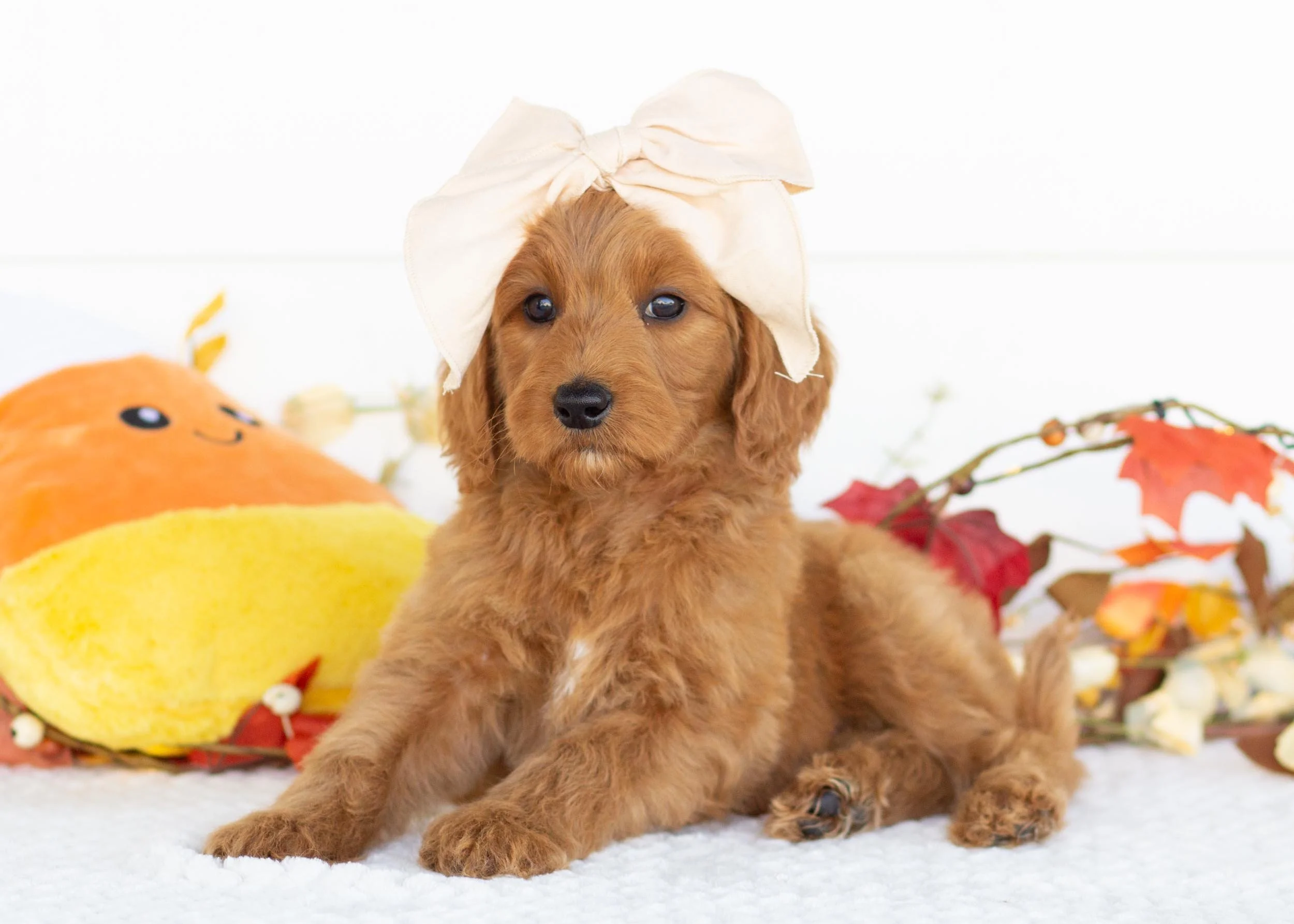 goldendoodle for sale