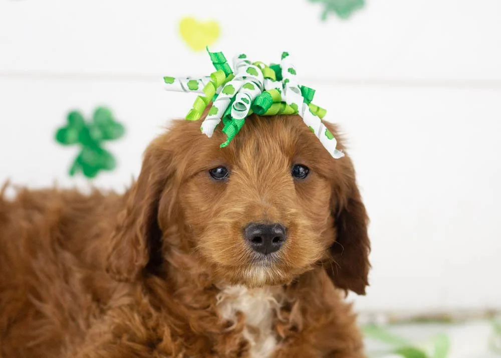 Lullaby goldendoodle for sale(2).jpg