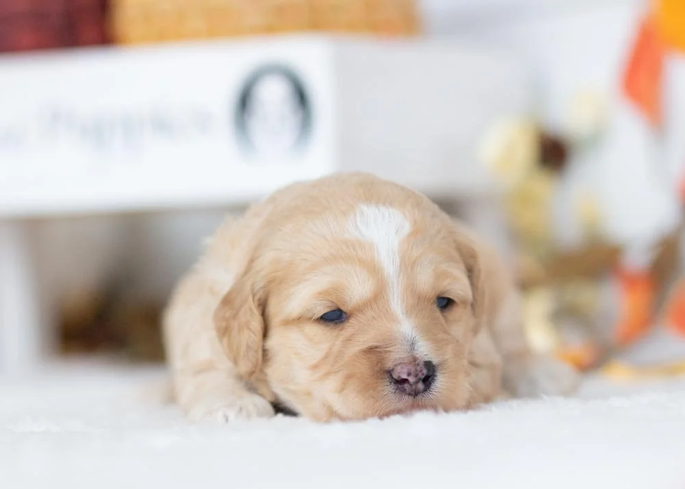 Snowflake Goldendoodle for sale(2).jpg