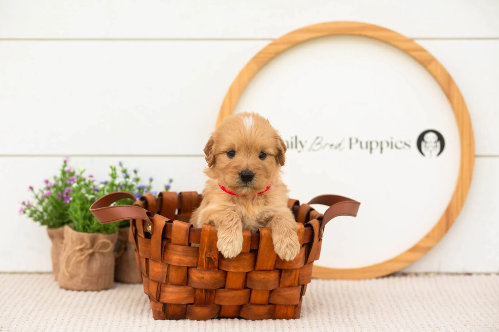 eva goldendoodle for sale(4).jpg