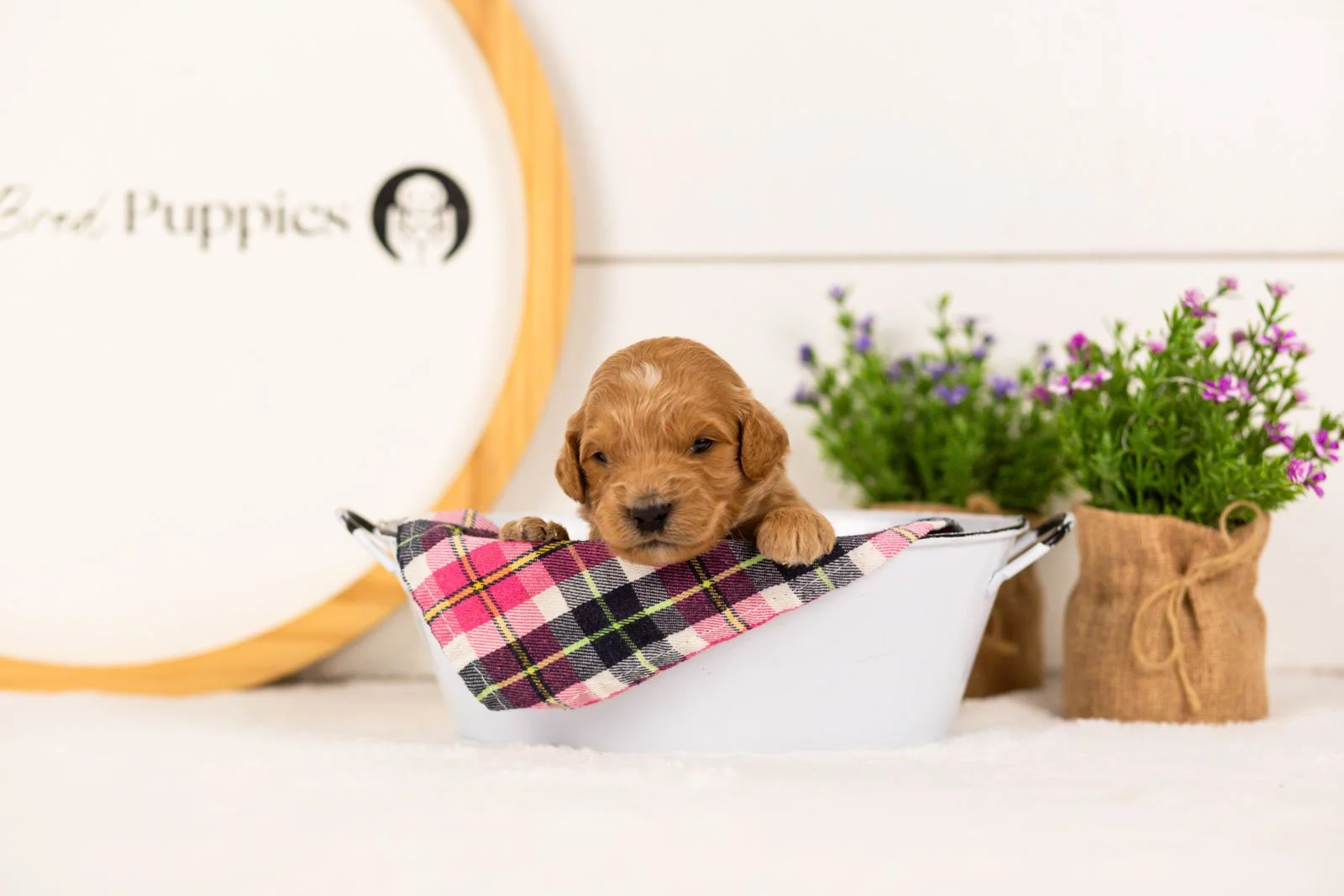 Putzie goldendoodle for sale(4).jpg
