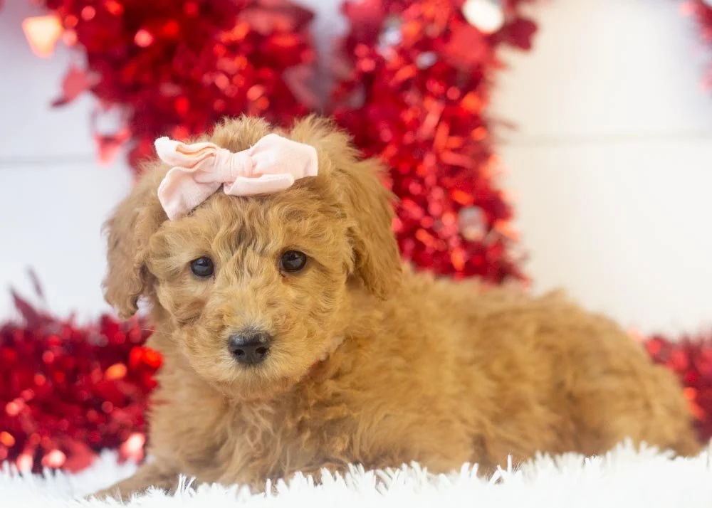 goldendoodle for sale