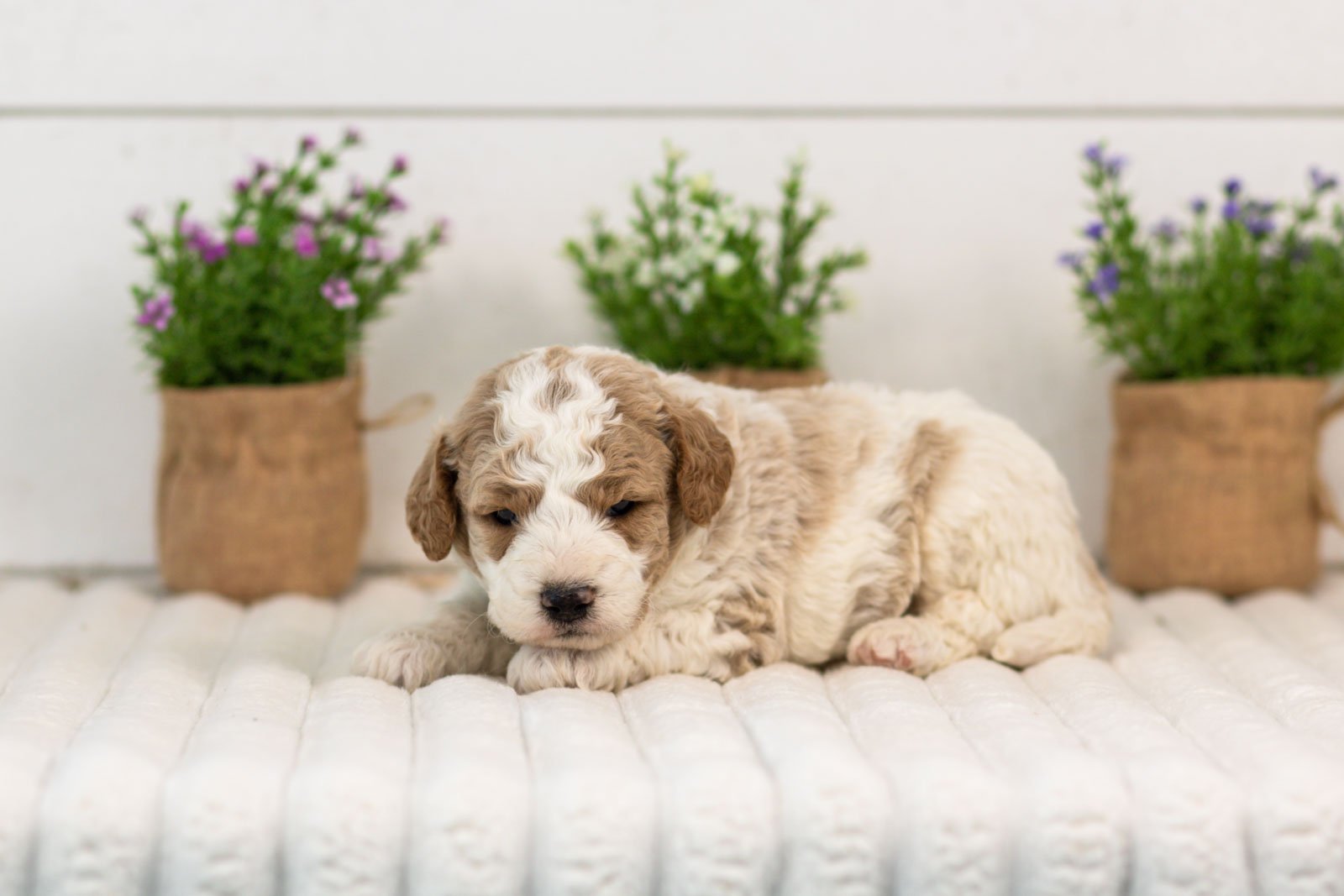 Drake goldendoodle for sale(1).jpg