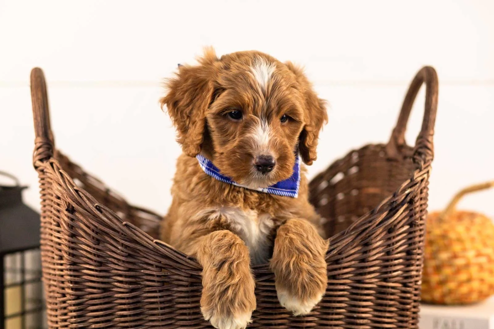 Andes goldendoodle for sale 1.jpg