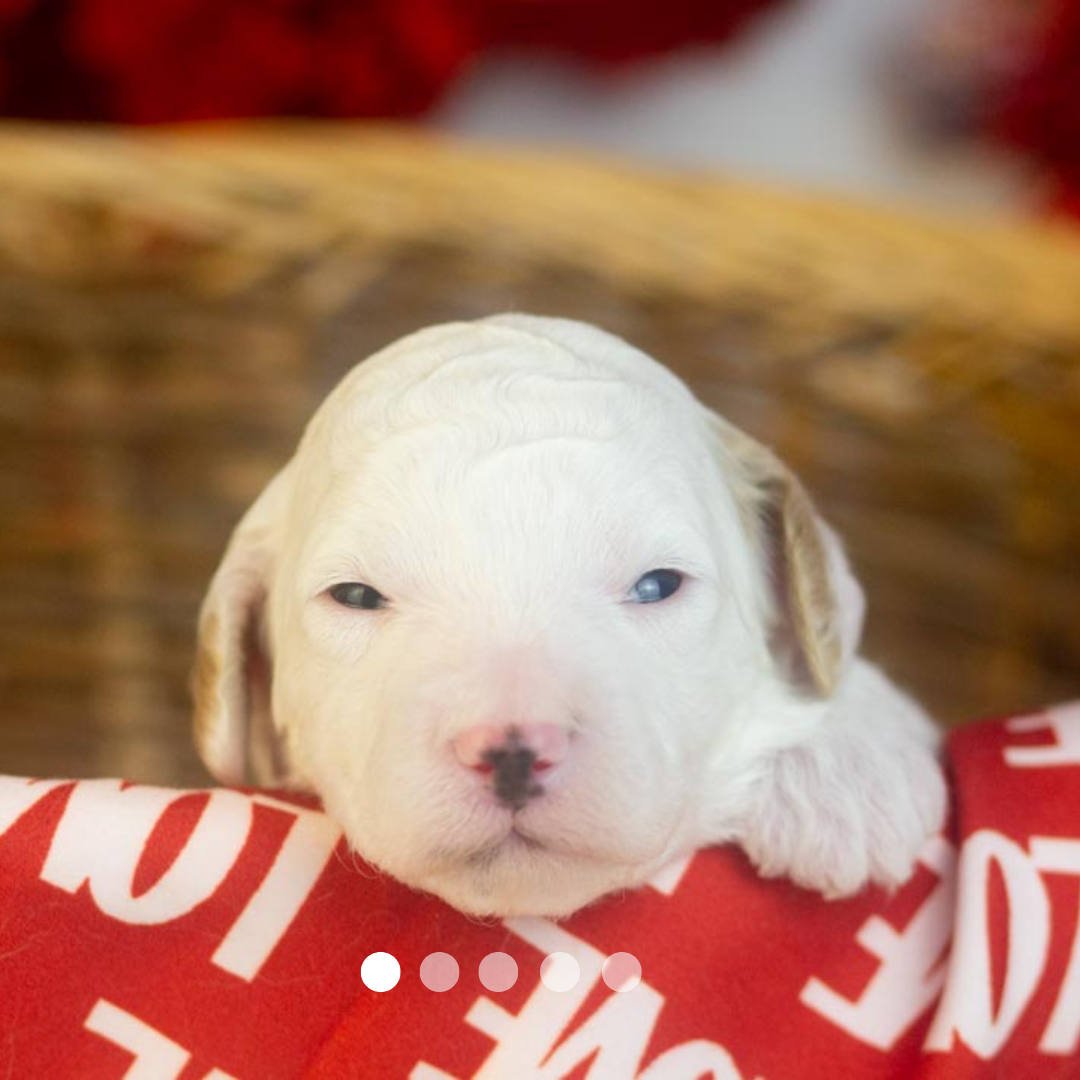 Copy of FBP Design.png