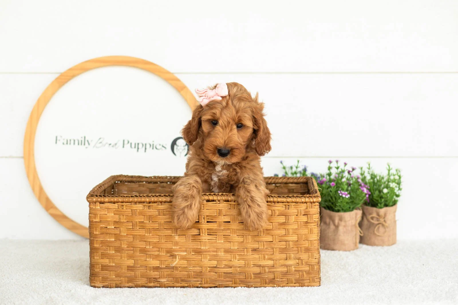 Angel goldendoodle for sale(4).jpg