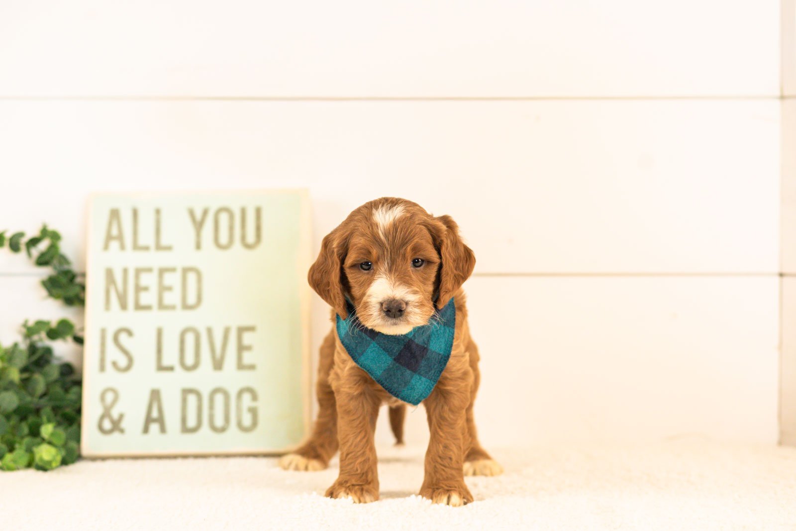 Abel goldendoodle for sale(4).jpg