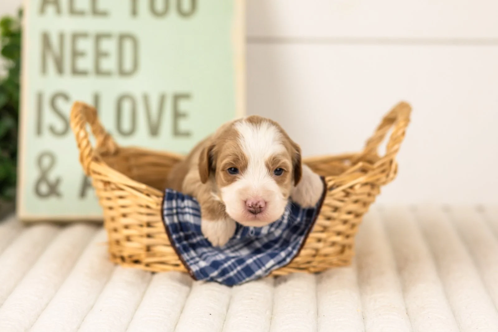 Sparrow goldendoodle for sale(1).jpg