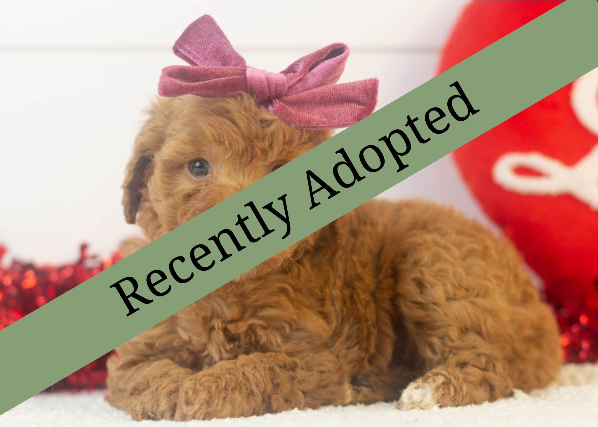 goldendoodle for sale