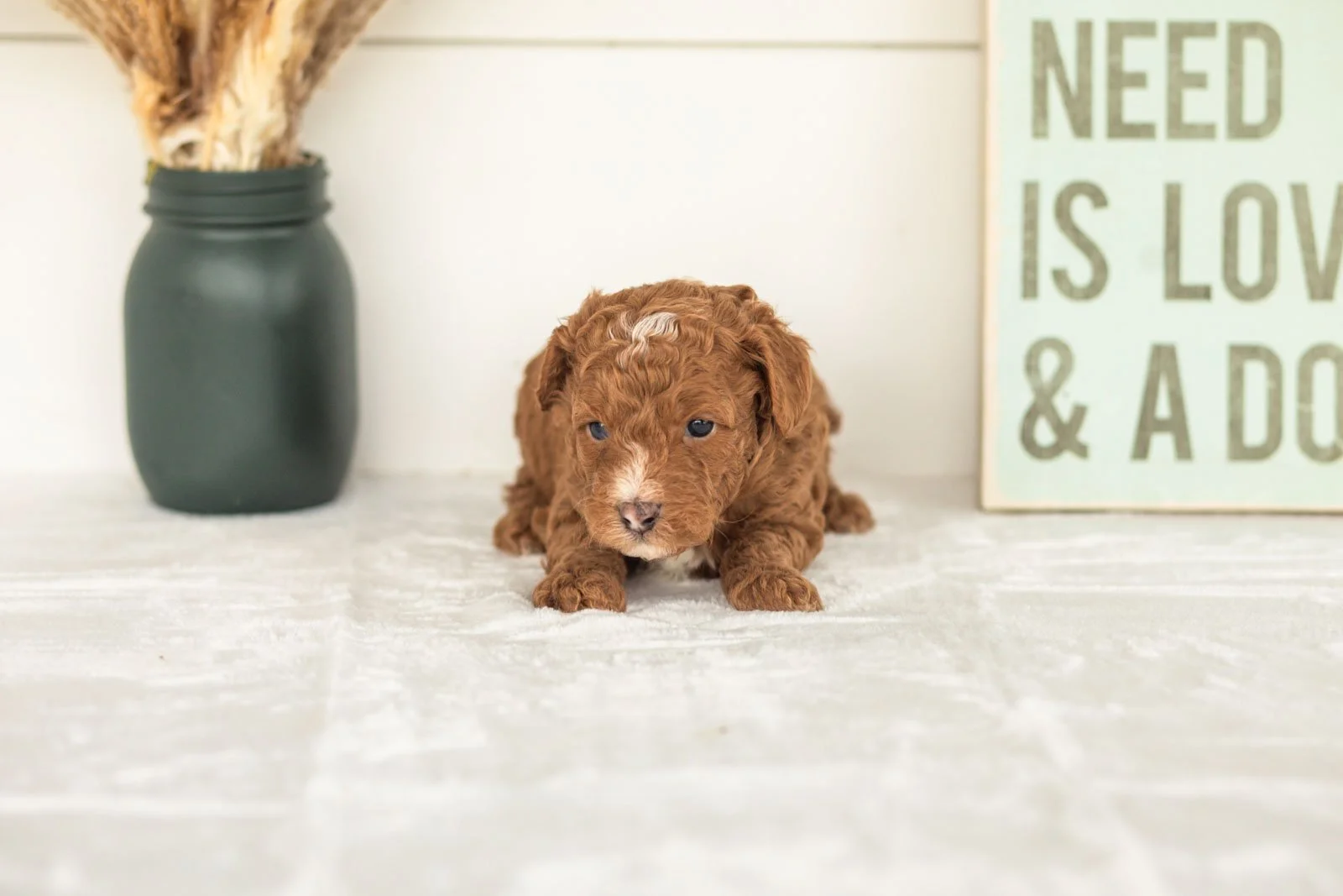 Waffles goldendoodle for sale(4).jpg