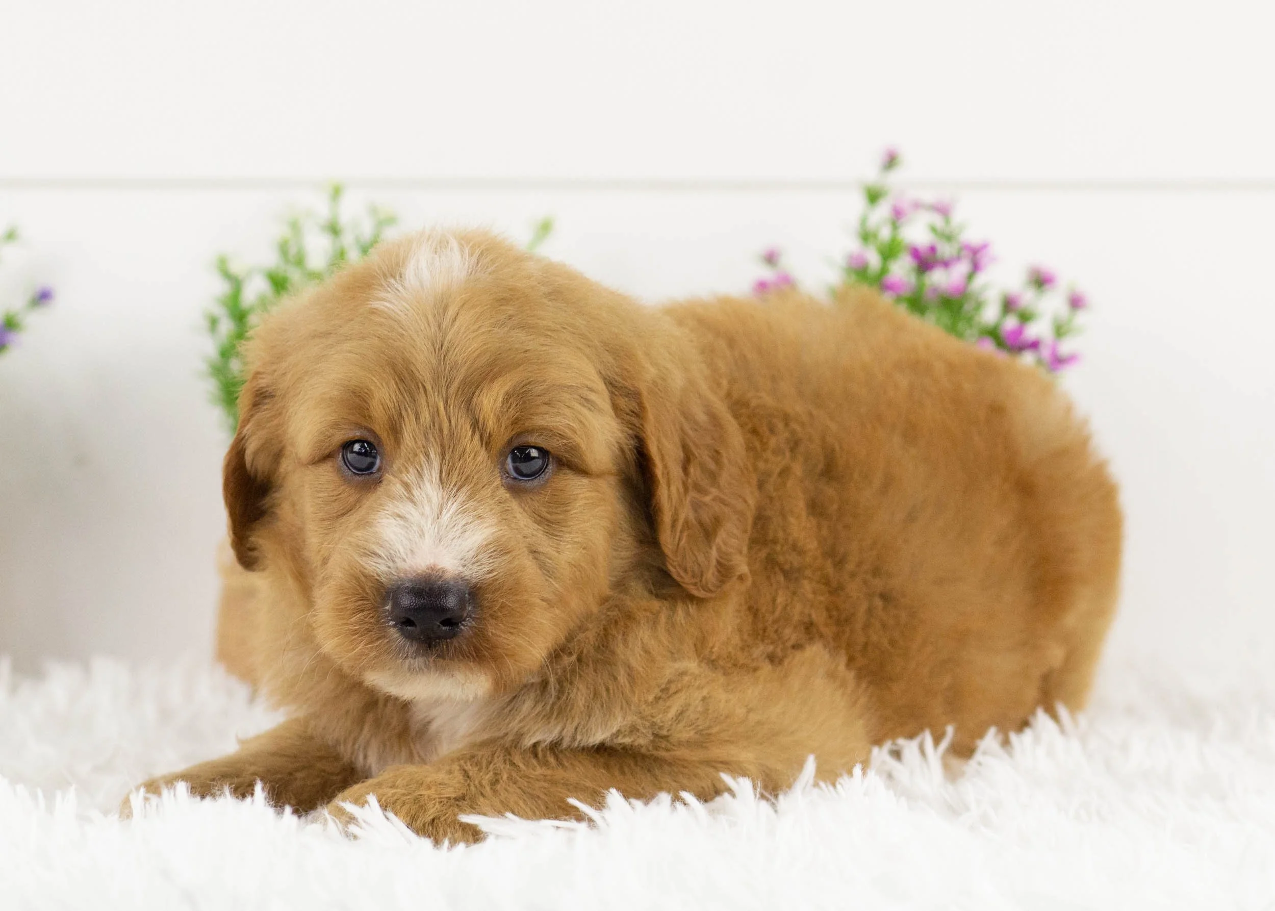 Lark goldendoodle for sale(1).jpg