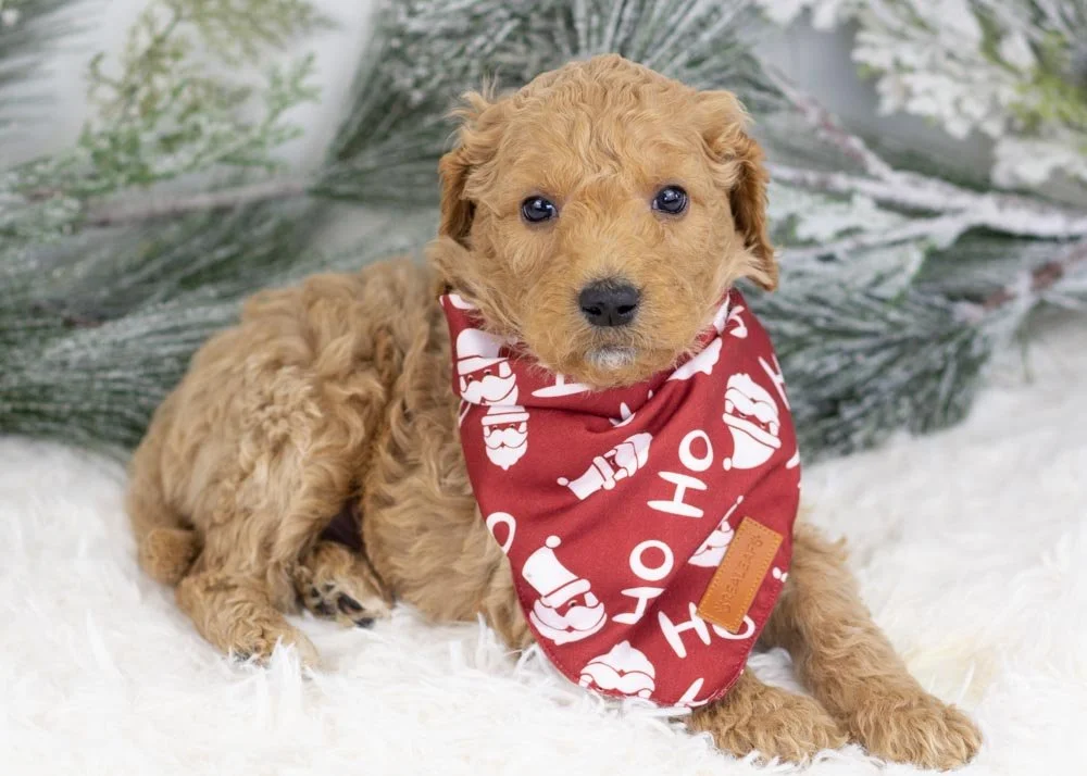 Buck goldendoodle for sale(2).jpg