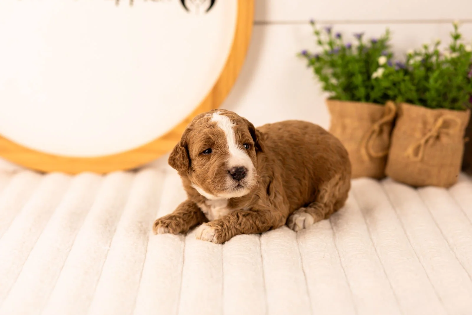 Lanie goldendoodle for sale(2).jpg