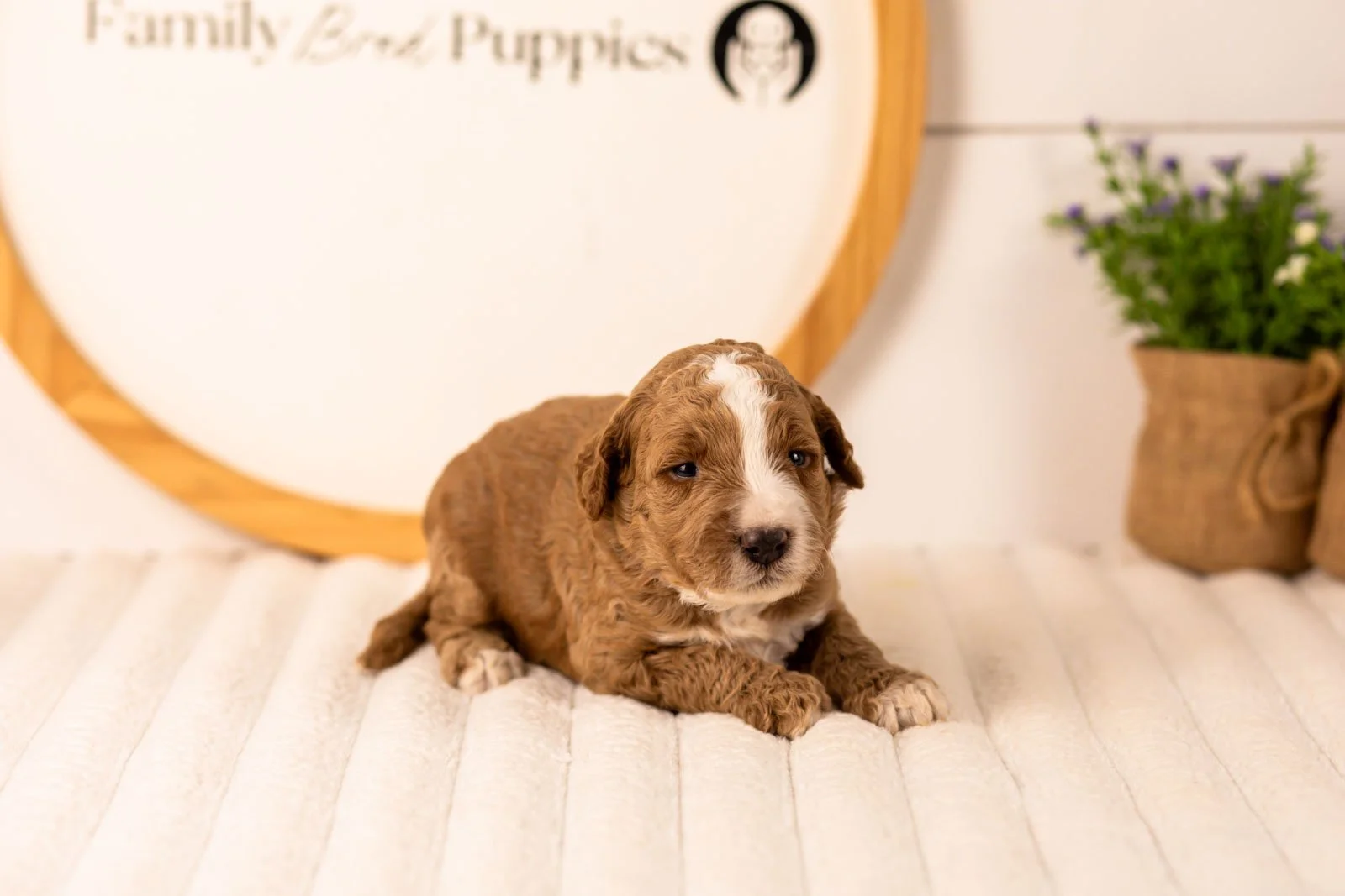 Lanie goldendoodle for sale.jpg