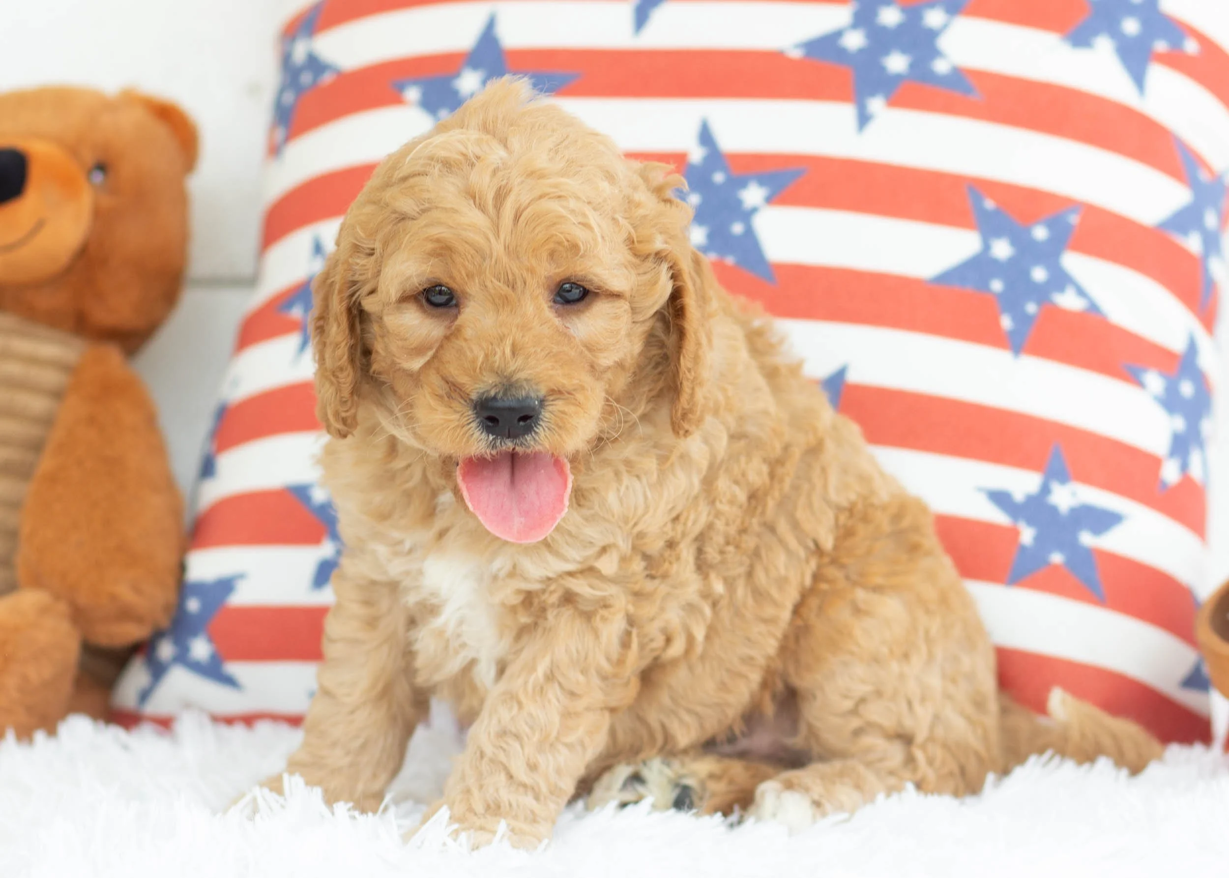 Dorito Goldendoodle For Sale(1).jpg