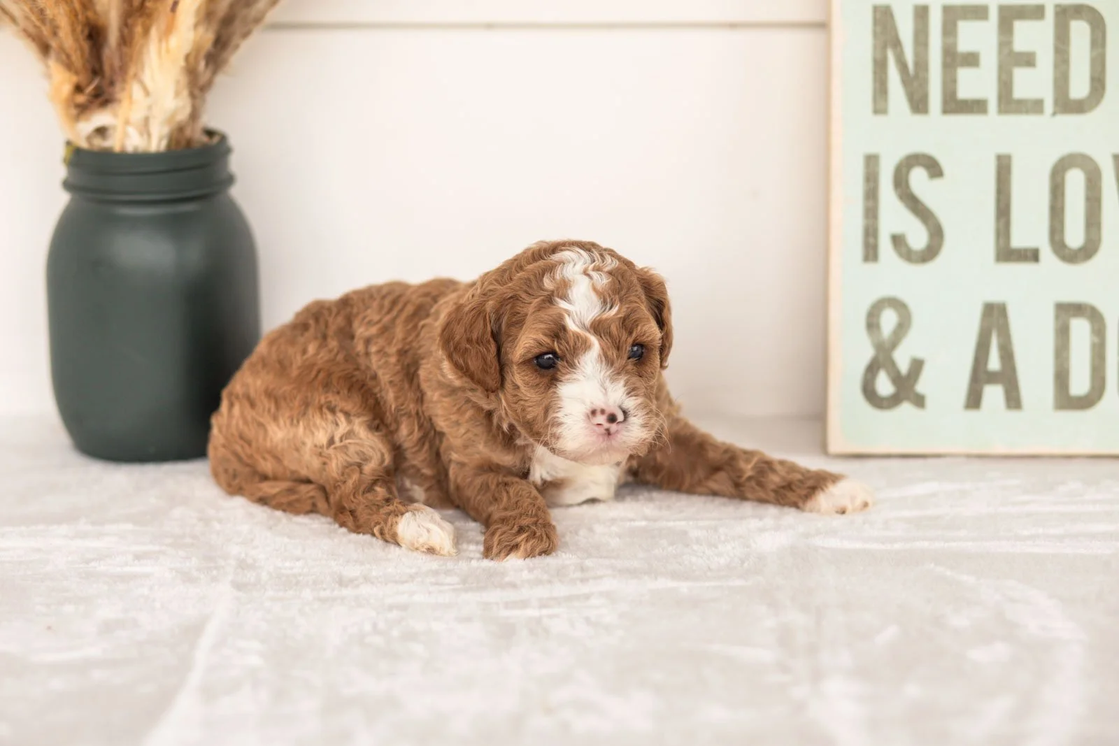 Wednesday goldendoodle for sale(1).jpg