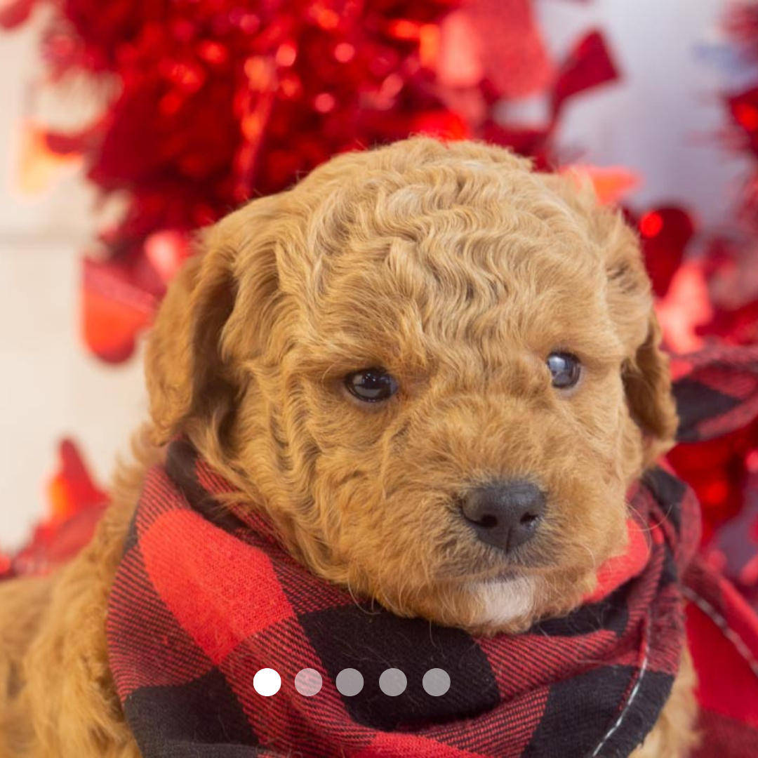 Copy of FBP Design.png