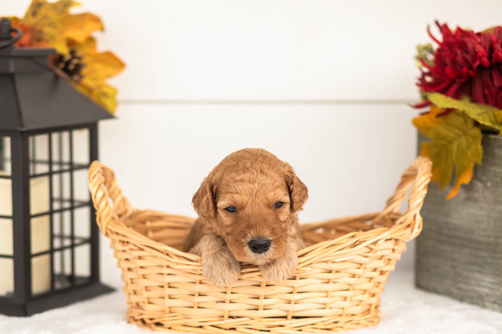 Jasper goldendoodle for sale(2).jpg