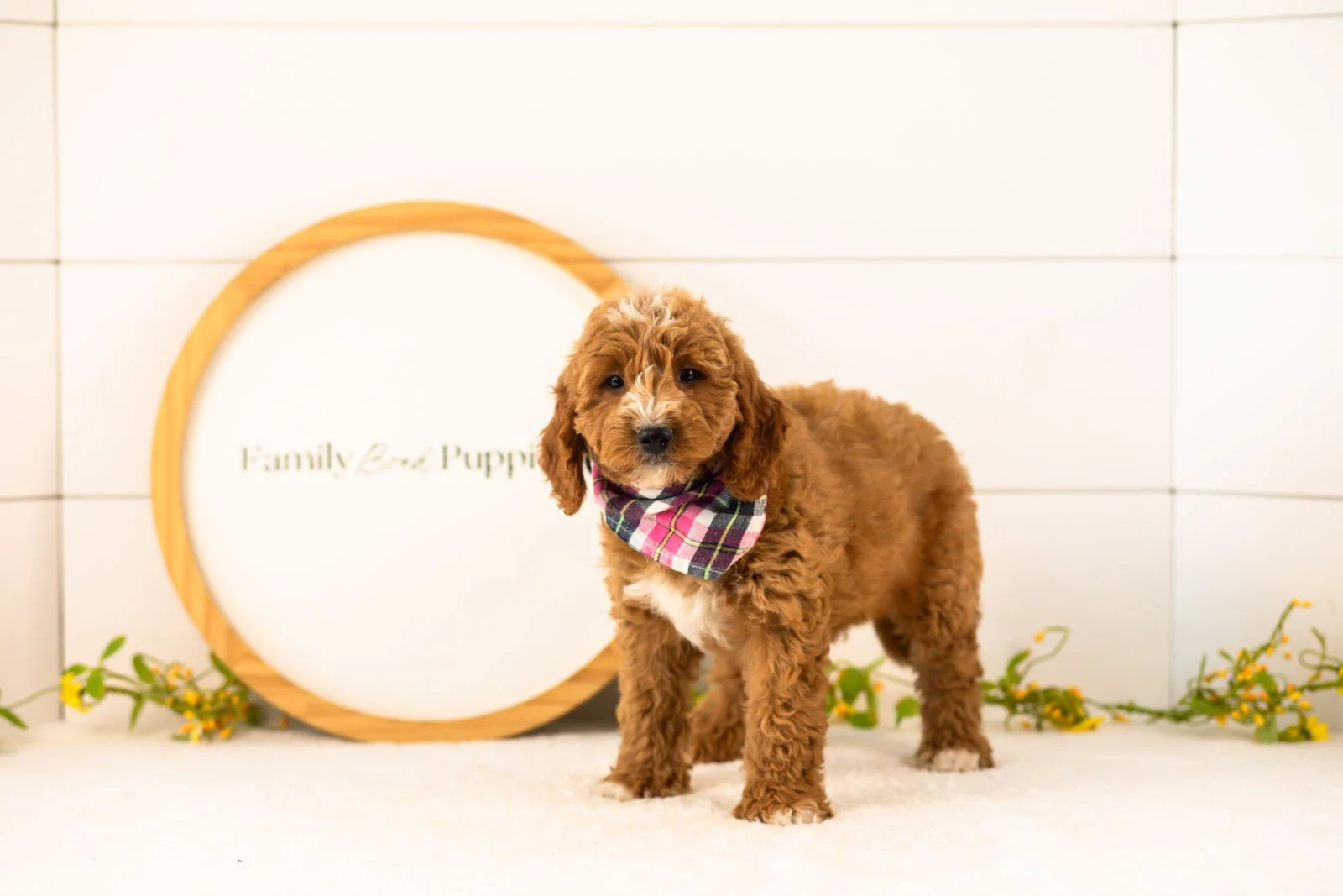 Sunny Goldendoodle for sale(2).jpg
