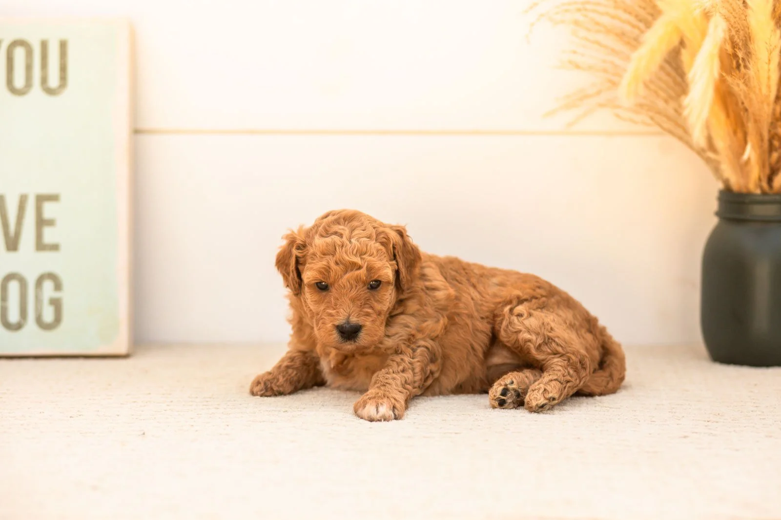 Butterfly goldendoodle for sale.jpg