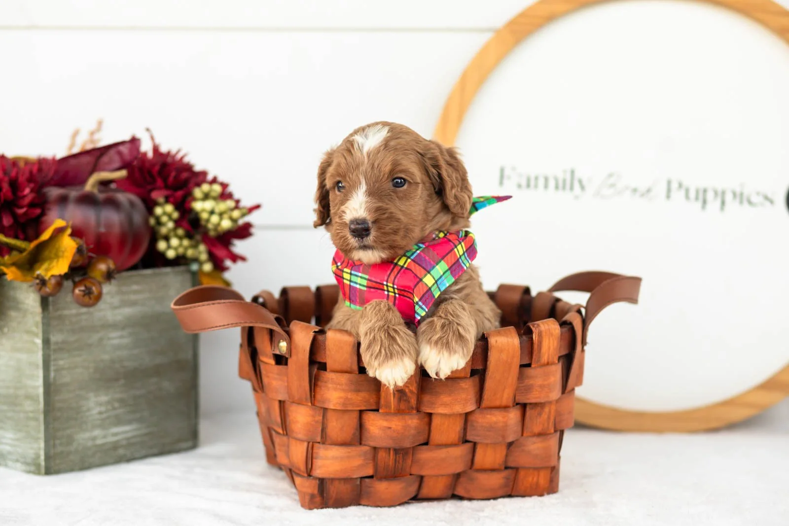 Andes goldendoodle for sale.jpg
