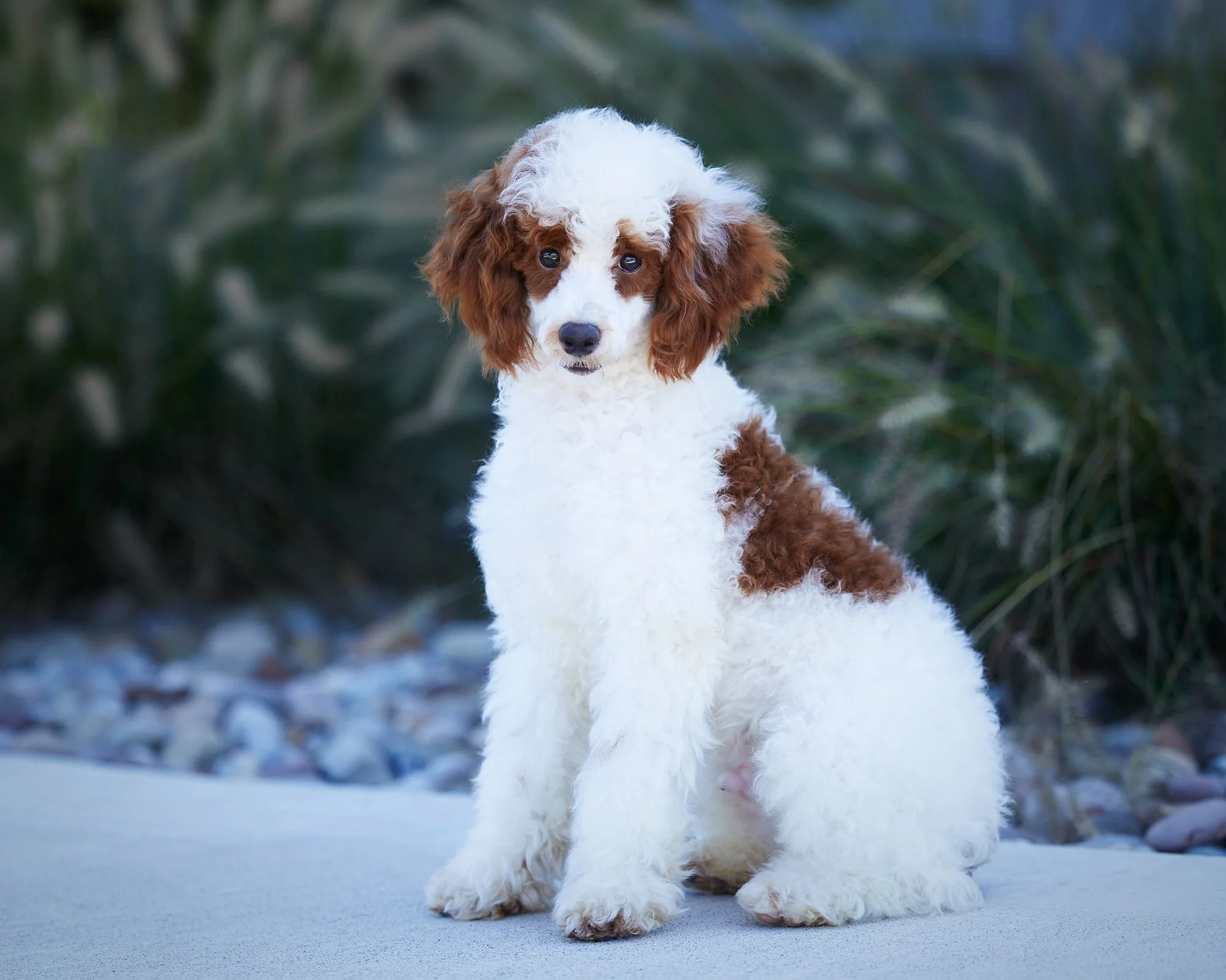 dad poodle