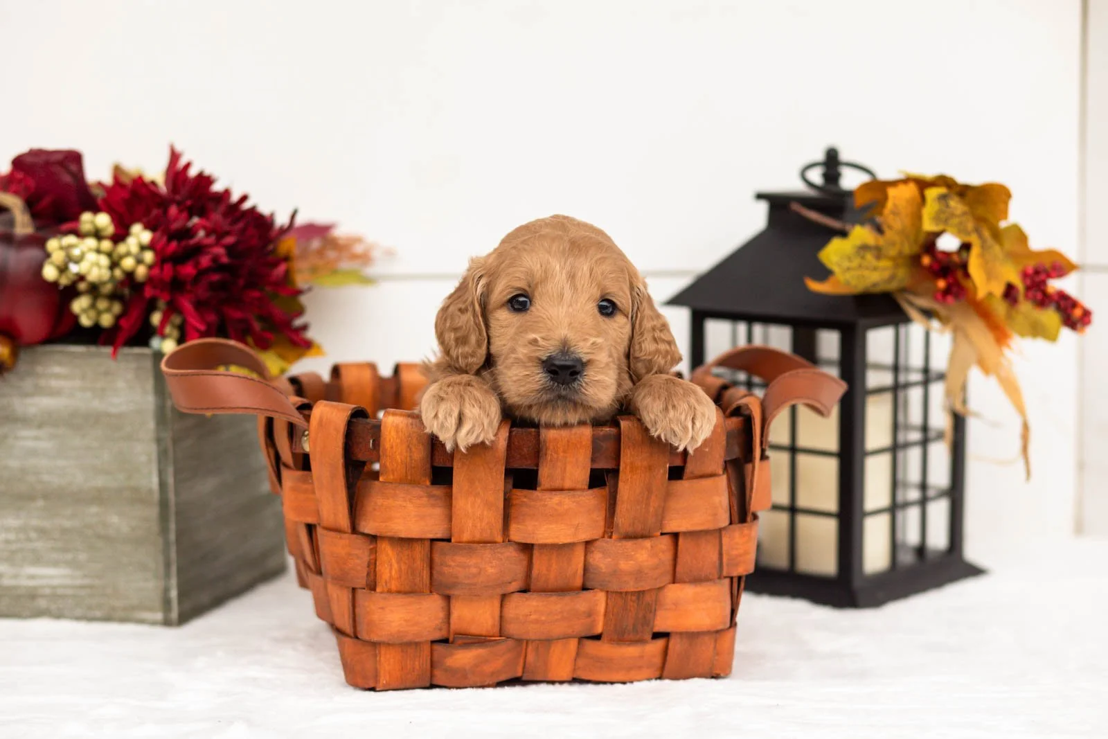 Cowardly Lion goldendoodle for sale 1.jpg
