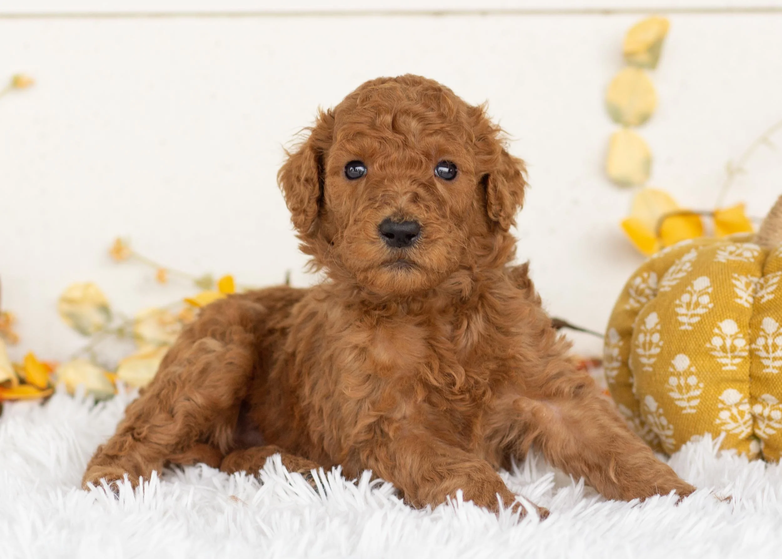 Matteo goldendoodle for sale(1).jpg