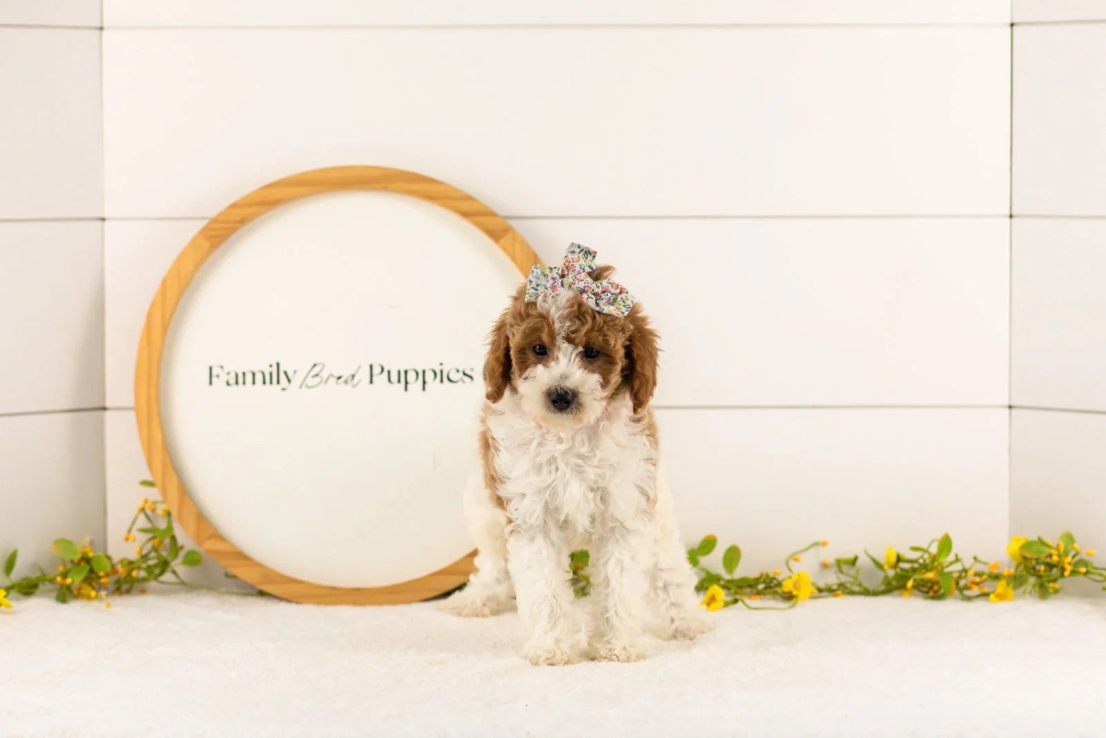 Lucy goldendoodle for sale.jpg