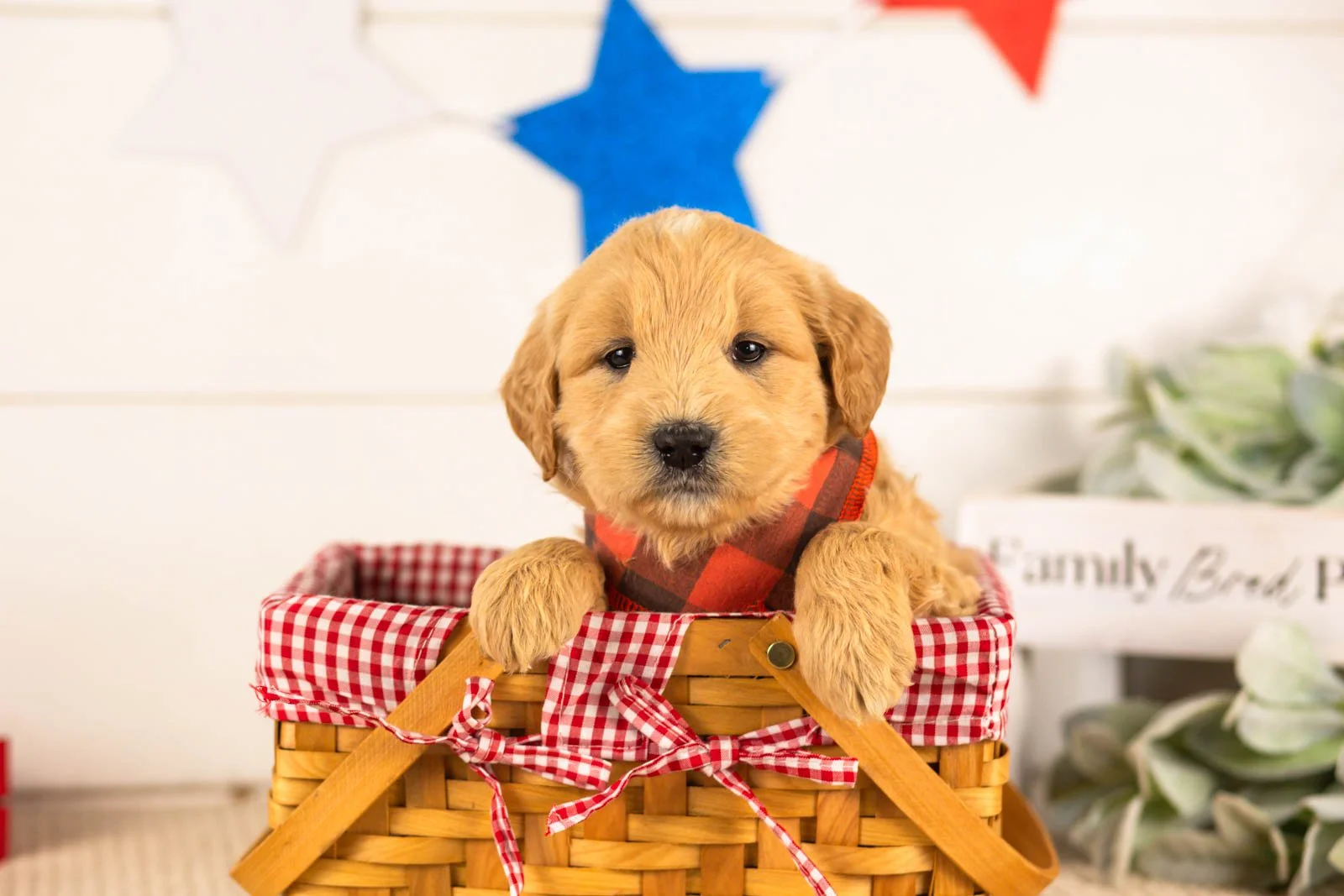 samwise goldendoodle for sale(3).jpg