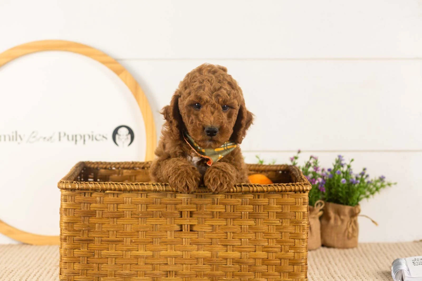 Glacier goldendoodle for sale(3).jpg