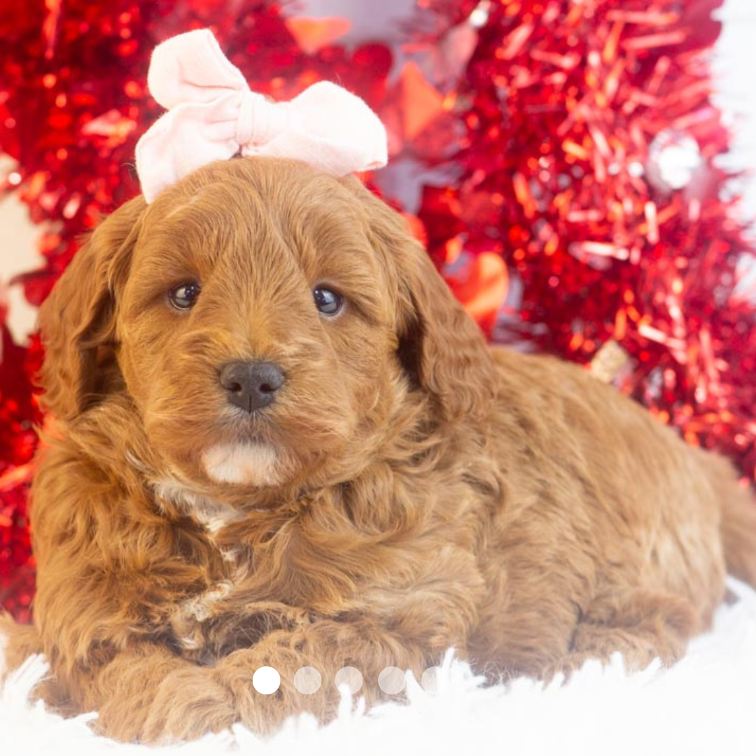 Copy of FBP Design.png