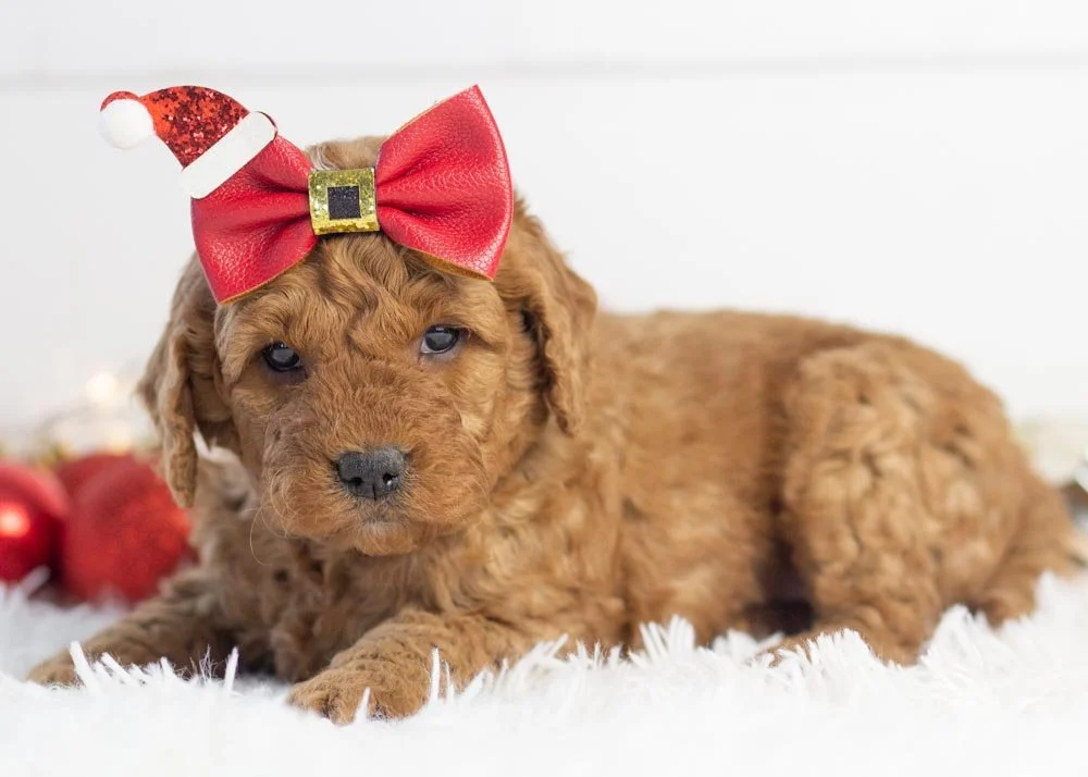 Ava goldendoodle for sale.jpg