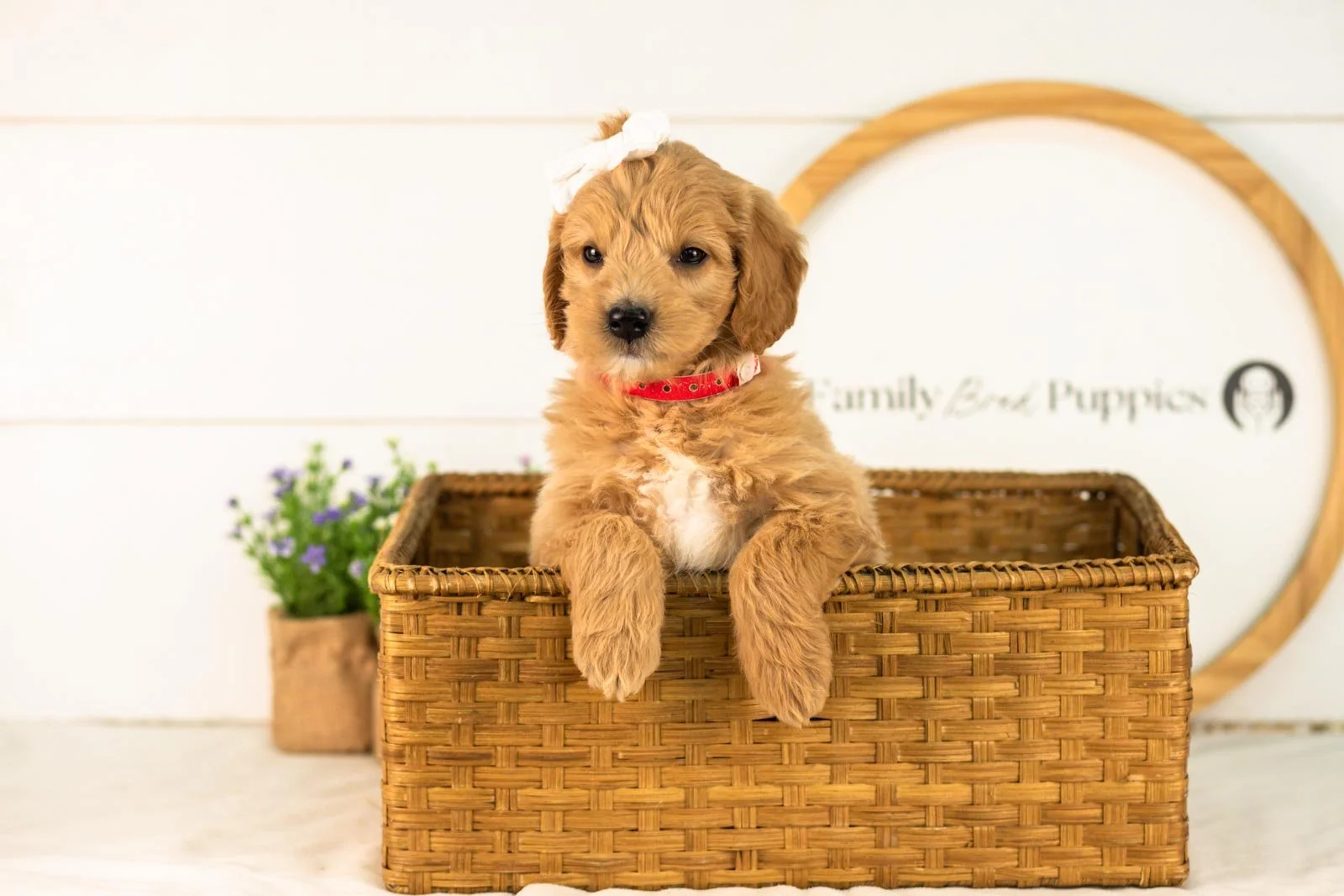 Marty goldendoodle for sale(4).jpg
