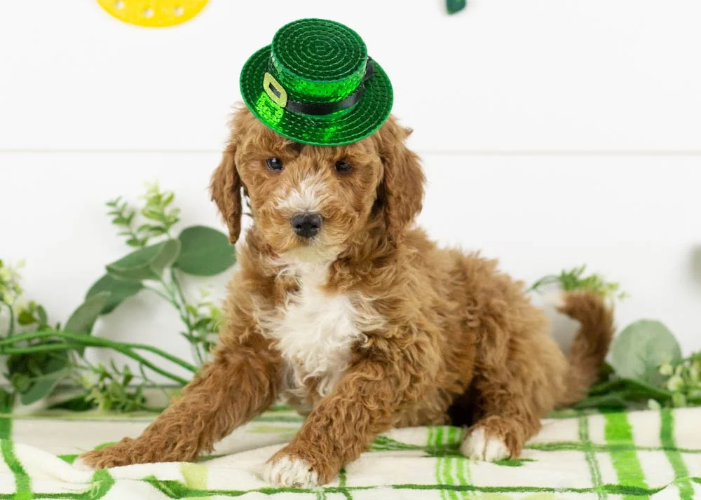 Josiah 1-1-26 North 6. 10oz-4.jpg