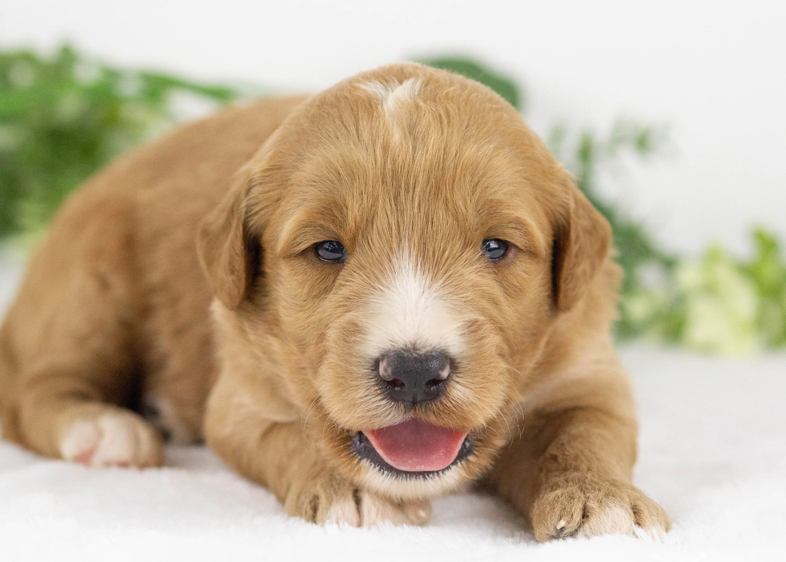 Lark goldendoodle for sale(2).jpg