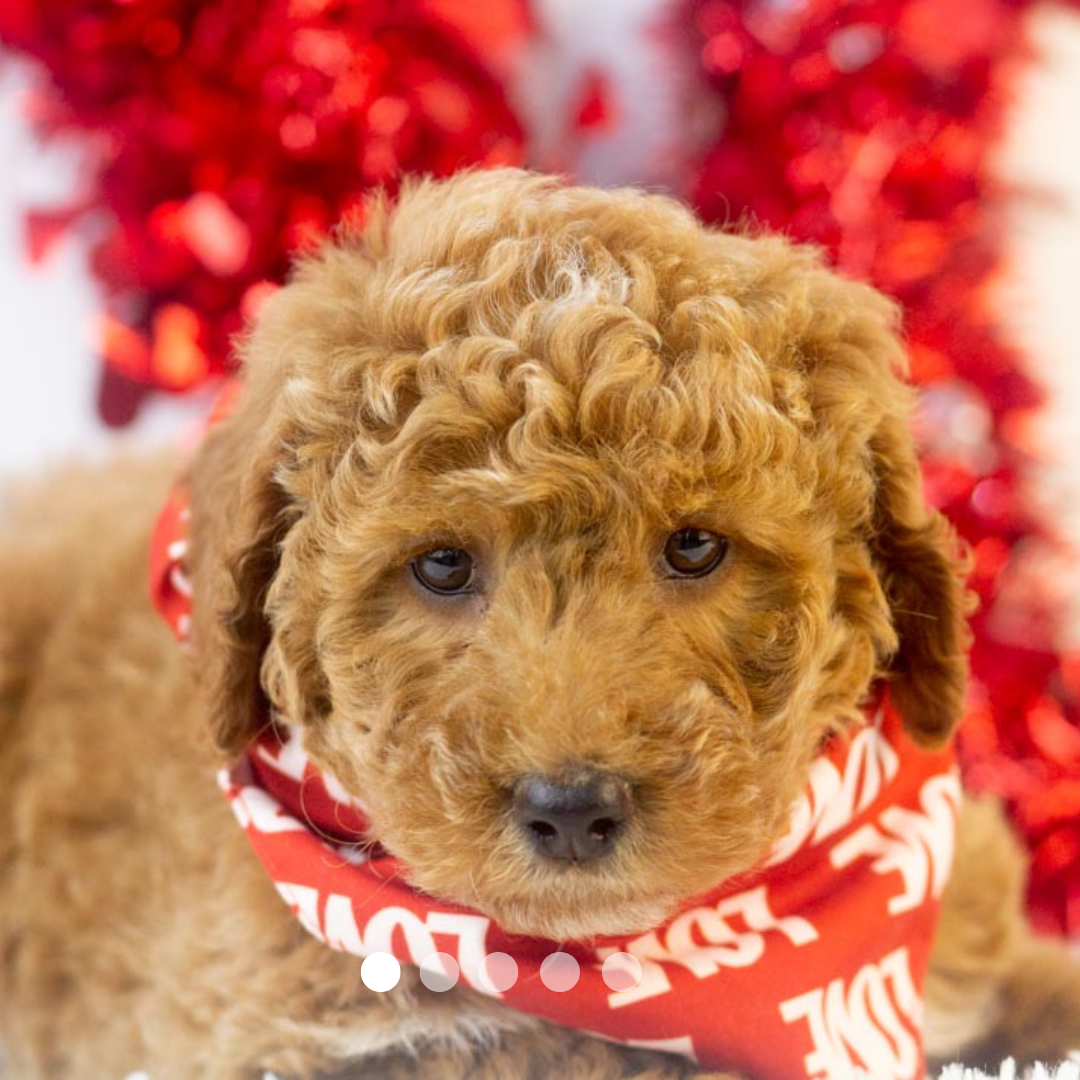 Copy of FBP Design.png