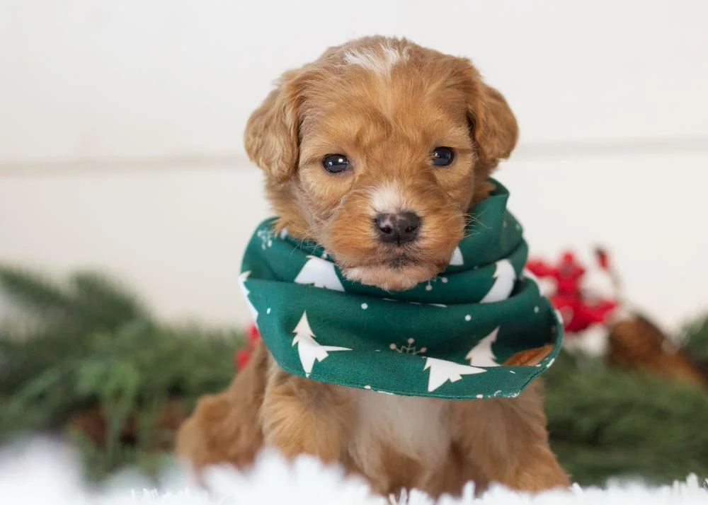 Walnut goldendoodle for sale(1).jpg