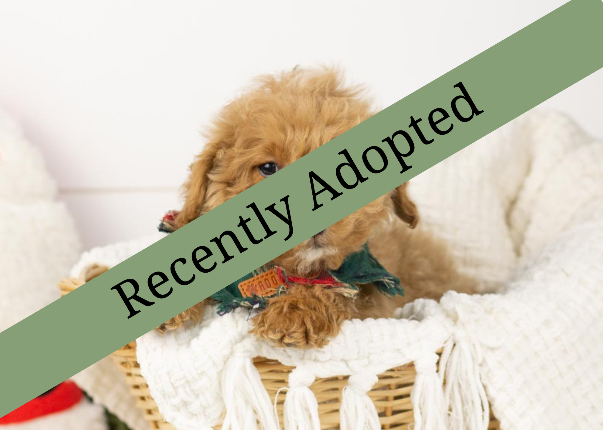 goldendoodle for sale