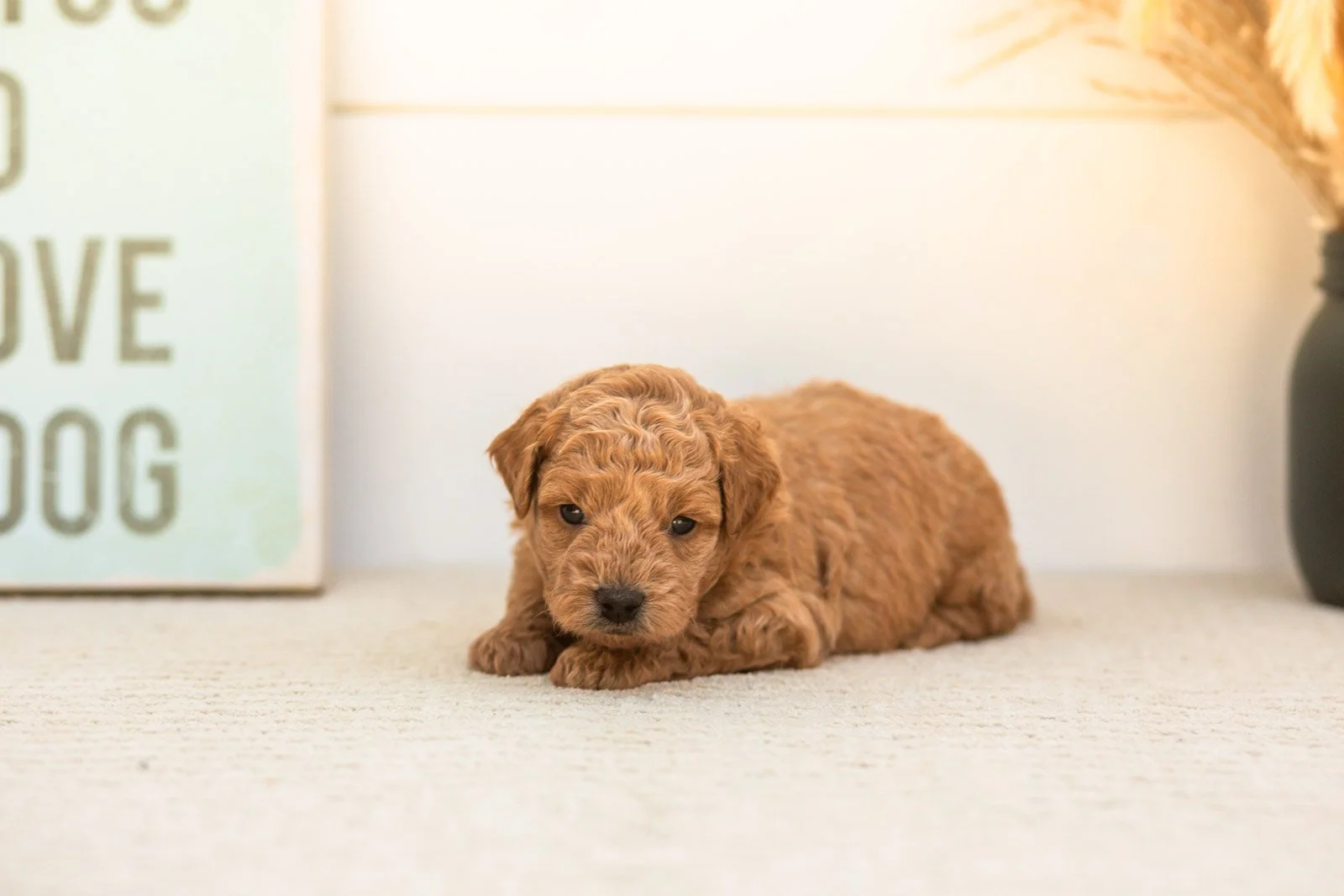 Bumble goldendoodle for sale(1).jpg