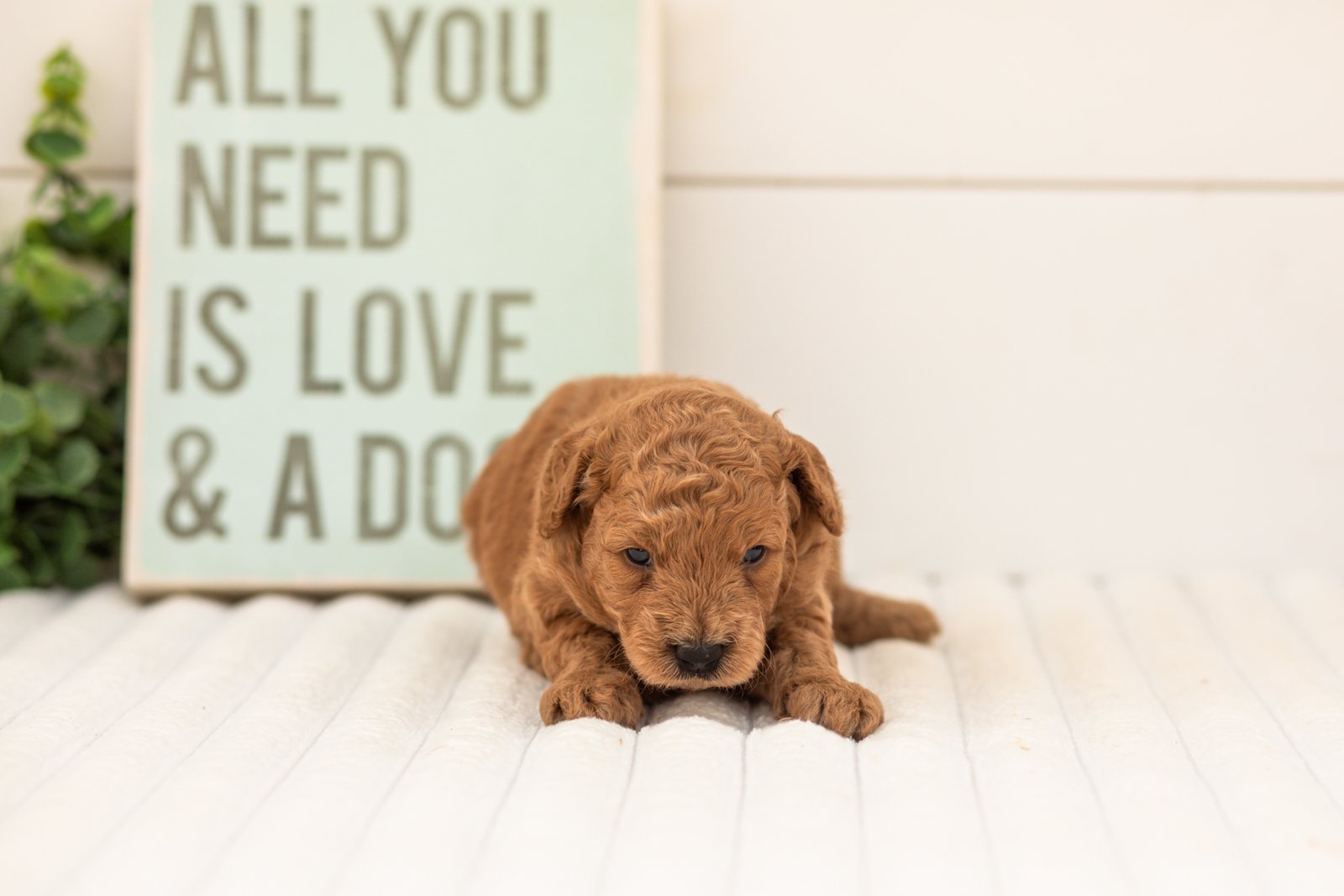 Forest goldendoodle for sale.jpg