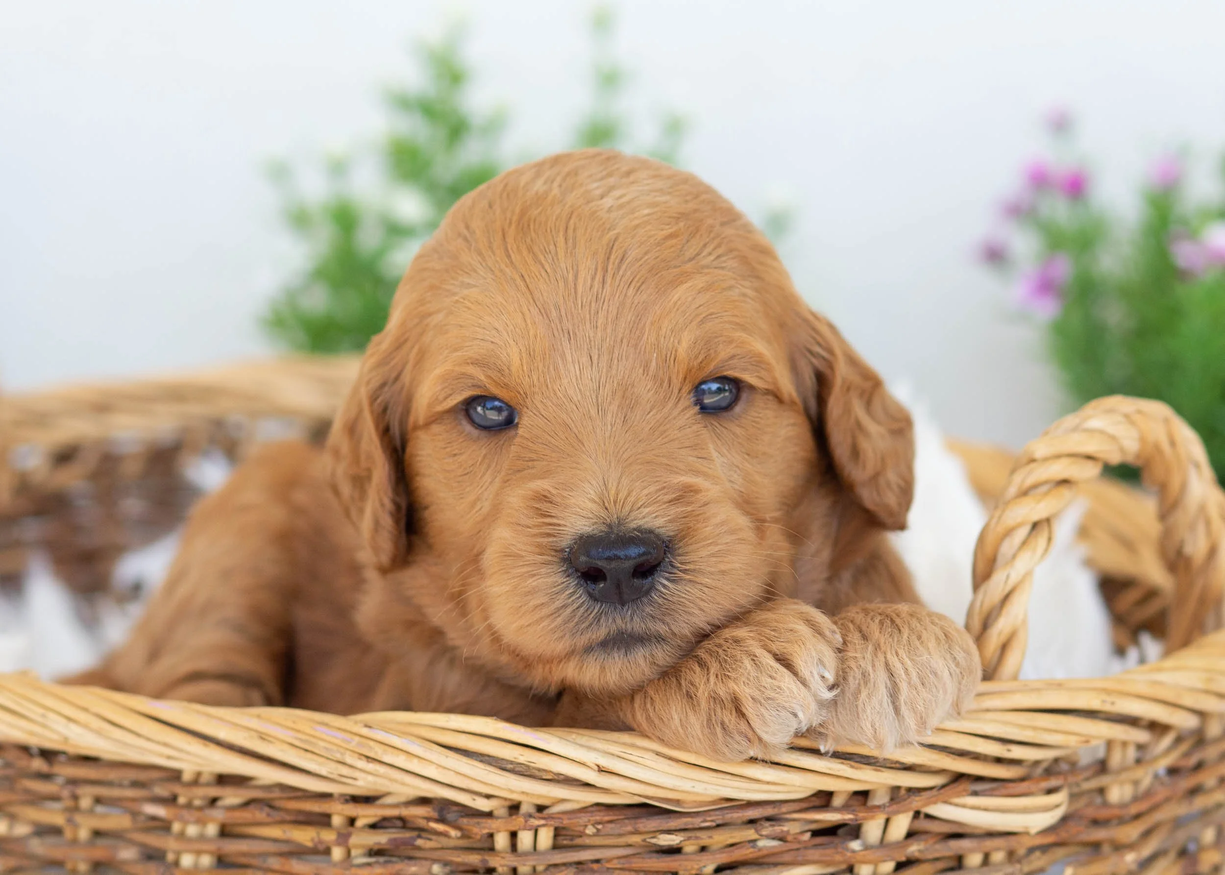 Pebbles goldendoodle for sale5.jpg