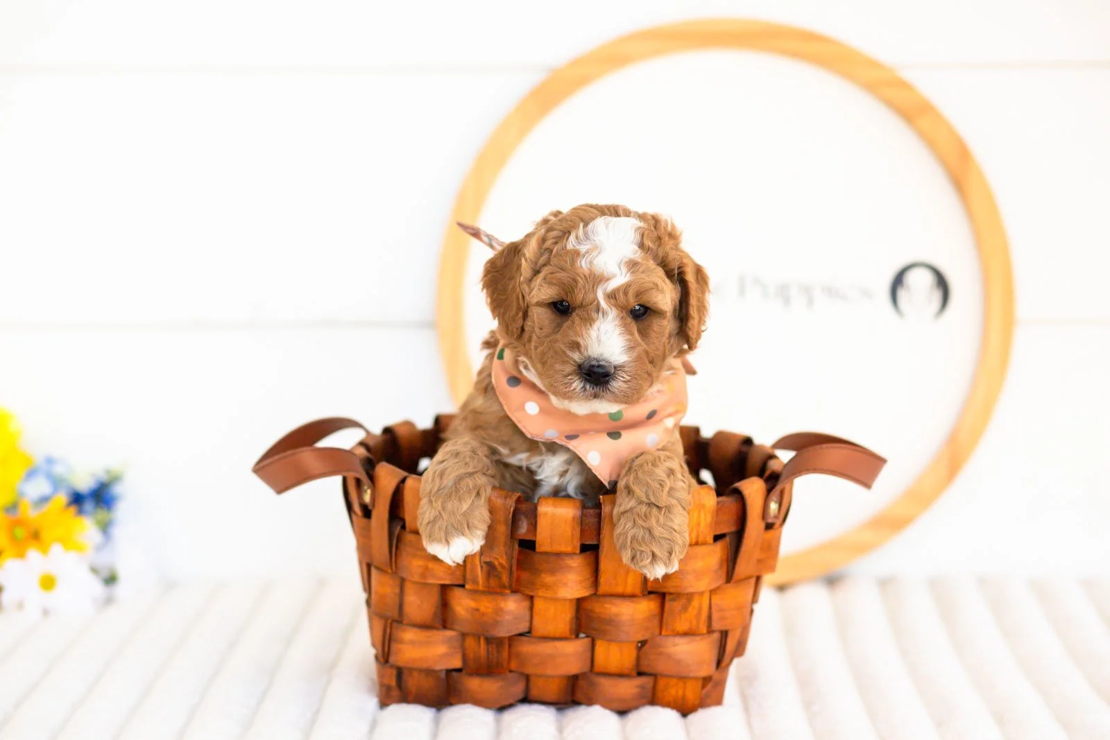 carson goldendoodle for sale(4).jpg